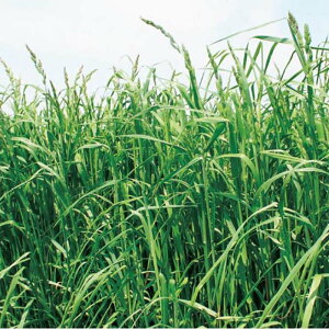  20kg PVP I[`[hOX ܂ c S s (COo֎~ o^i햼:܂ _ѐYȕio^:25796)