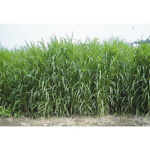  20kg A Ȃ c S s (o^i햼:Ȃ)