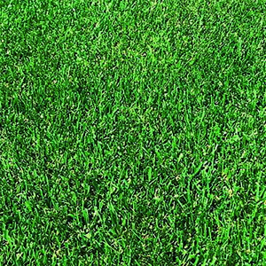  1kg g[tFXN XpC_[2LS n^ő ^LCc S s