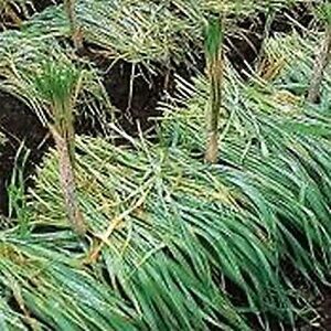  1kg  ɑXv^[ ӉĂ܂ _ {Y Δ q ^LCc S s