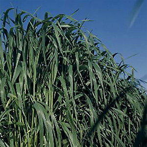  1kg  A2 t܂ H܂ Δ q ^LCc S s