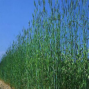  1kg 炢 LOC C H܂ _ {Y Δ q ^LCc S s (o^i햼:LOC)