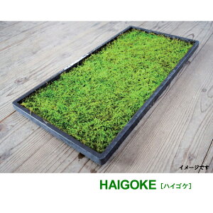ハイゴケ テラリウムの人気商品 通販 価格比較 価格 Com