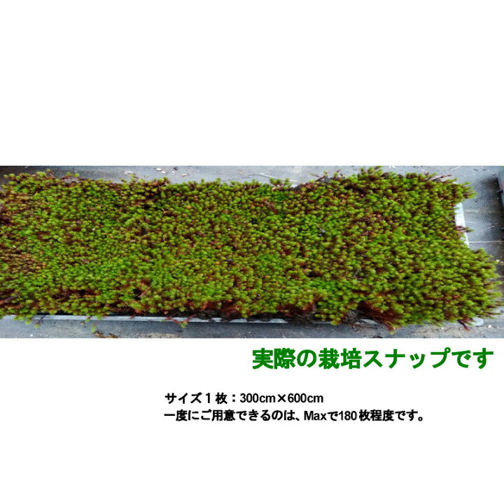 楽天市場 国産 杉苔 300 600mm 10トレー 庭園材 苔盆栽 盆景 アクアテラリウム 装飾資材 ５ ２０cm 日陰 湿気 天然 スギゴケ 苔 日建 代引不可 プラスワイズ業者用専門店