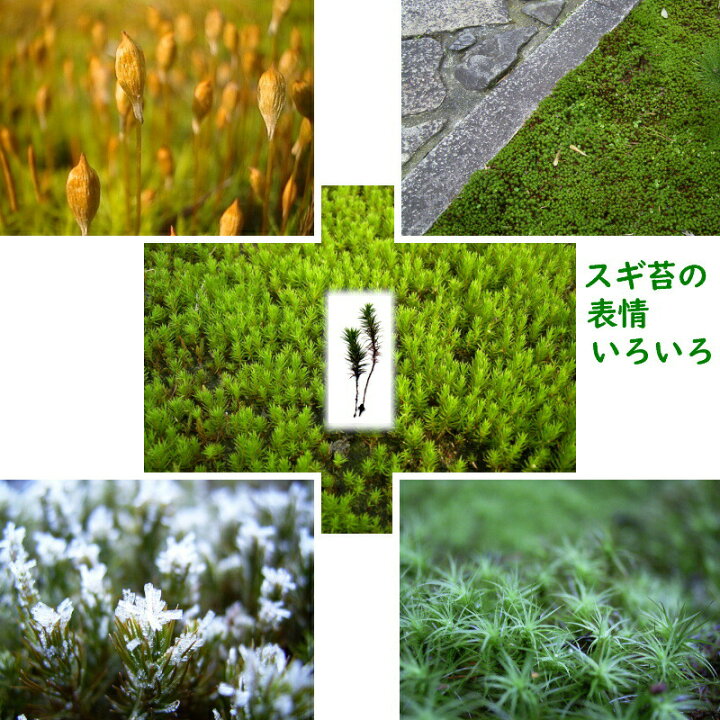 楽天市場 国産 杉苔 300 600mm 庭園材 苔盆栽 盆景 アクアテラリウム 装飾資材 ５ ２０cm 日陰 湿気 天然 スギゴケ 苔 日建 代引不可 プラスワイズ業者用専門店