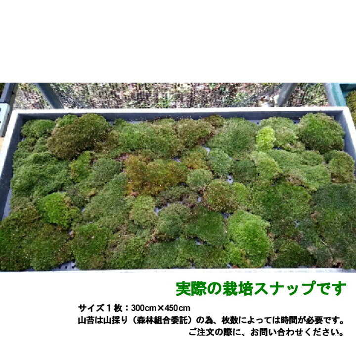 楽天市場 国産 山苔 細葉翁苔 10トレー 300 450mm 庭園材 苔盆栽 盆景 テラリウム 苔玉 装飾素材 １ ３cm 日陰 天然 苔 ヤマゴケ 日建 代引不可 プラスワイズ業者用専門店
