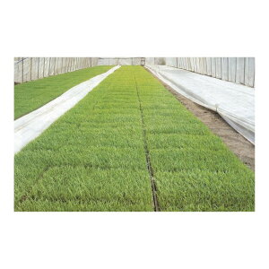 5{ j`J uV[g #20307WTD  0.13mm×105cm×50m sDz J{ lzs s