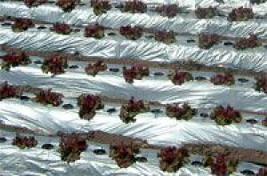 lzs kCs 3{ o[X}` ⍕ 0.023mm×120cm×200m }` C^j ^S s