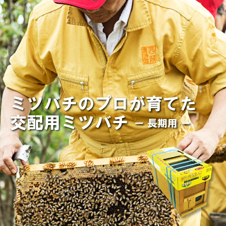 楽天市場】ミツバチ 受粉用 ミツバチボーヤ6000 長期 交配用 女王蜂付 