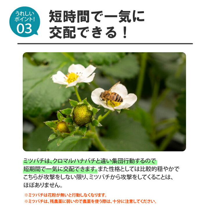楽天市場】ミツバチ 受粉用 ミツバチボーヤ6000 長期 交配用 女王蜂付 