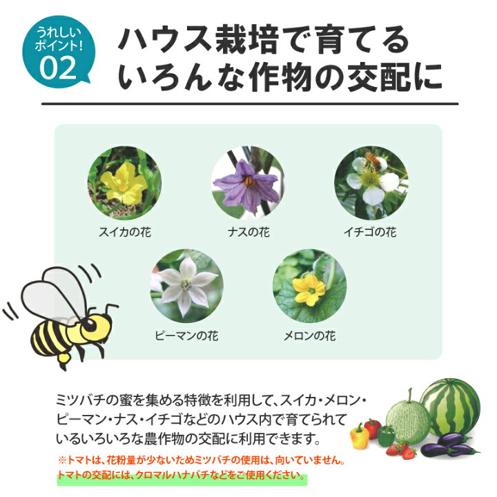 楽天市場】ミツバチ 受粉用 ミツバチボーヤ1000 短期 交配用 女王蜂 