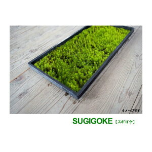 ���Y ���� 300×600mm �뉀�� �ۖ~�� �~�i �A�N�A�e�����E�� �������� 5�`20cm ���C �V�R �X�M�S�P �� �ΏB���ۉ� ����s��