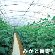 0.1mm厚 700cm幅 50m みかど長寿 100A 雨よけハウス外張り用 農PO 透明 カ施 個人宅配送不可 代引不可