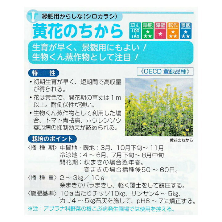 菜園くらぶ Yahoo!店緑肥 緑肥用からしな (からしなの種) 黄花のちから 1kg 緑肥、牧草 | kochi-ot.main.jp