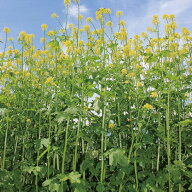 種 1kg×5袋 緑肥用からしなシロカラシ 黄花のちから 緑肥作物 その他 酪農 畜産 緑肥 牧草 タキイ種苗 …