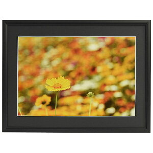 浅沼商会 306723 FUJICOLOR アルミ額縁 A33 6切 ブラック