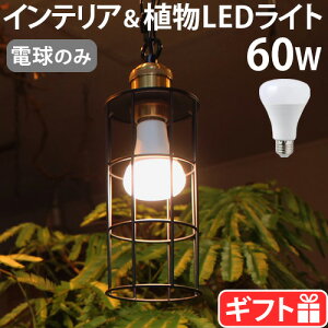 yIׂTtz ApCg d e26 led ledd A vc Cg BRID PLANTS LIGHT 60 [WARM / COOL] 003380 003382LEDCg z ͔| p ϗtA  ԐڏƖ CƖn