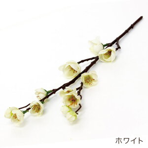 ���� ����͂ɉ� �~