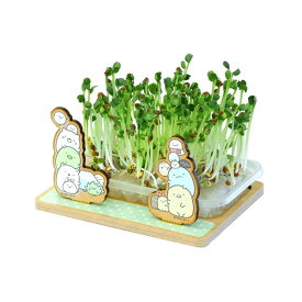 楽天市場 かいわれ 大根 栽培 キットの通販 楽天市場 かいわれ 大根 栽培 キットの通販