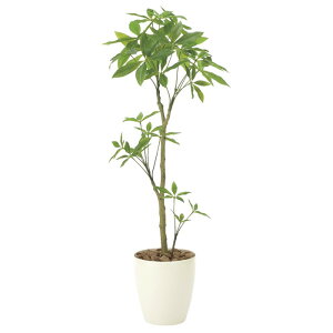 観葉植物 パキラ 大型の人気商品 通販 価格比較 価格 Com 観葉植物 パキラ 大型の人気商品 通販 価格比較 価格 Com