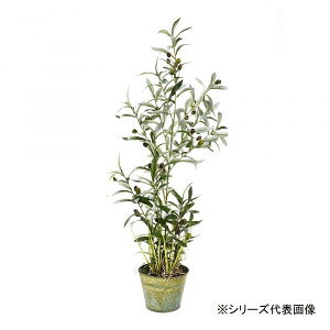 玄関 鉢植え 木 観葉植物の人気商品 通販 価格比較 価格 Com