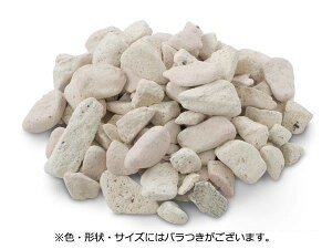 �K�[�f�j���O �����K�`�b�v �� �x�����_ �Ԓd ���� �� �~������