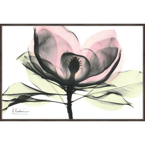 �L�����o�X�A�[�g �s���N�}�O�m���A S�T�C�Y X RAY 30.5×20.5cm ��
