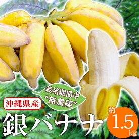 【栽培期間中、無農薬】沖縄県産銀バナナ (約1.5kg) 自然農法 無農薬栽培 高級バナナ 島バナナ バナナ フルーツ 果物 くだもの 希少品種 幻のバナナ お取り寄せ ギフト 贈り物
