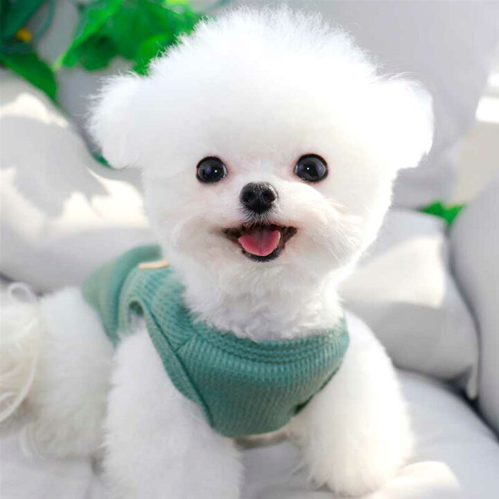 楽天市場 犬服 春夏 小型犬 可愛い 犬の服 ドッグウェア 熊柄 タンクトップ 袖なし ノースリーブ キャミソール 涼しい おしゃれ 女の子 男の子 大人気 インスタ映え プレゼント 職人手作り犬服のポコポコ