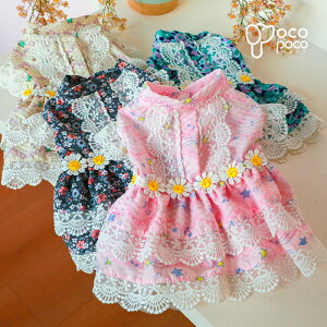 ySi|Cg5{zhbOEFA ̕ ybg 킢 t s[X U y2023NtV z