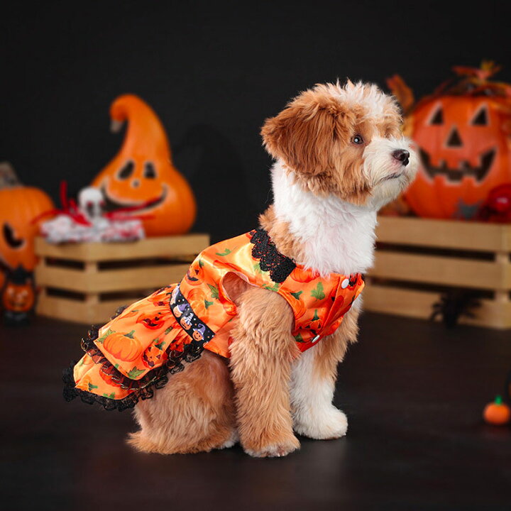 犬服ハロウィン×オレンジSサイズタンクトップ襟キラキラ