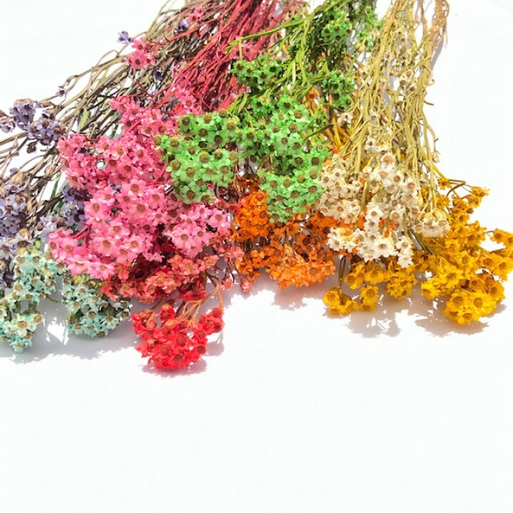 楽天市場 ワイルドフラワー オーストラリアン デイジー ピンク オーストラリア原産 インテリア アレンジメント お花 すてき かわいい おしゃれ 大人 可愛い スワッグ 癒し 花のある暮らし なごみ ワークショップ 花材 資材 手作り Diy ハンドメイド 植物 自然素材