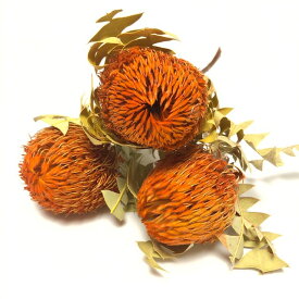 バンクシア バクステリー オレンジ 3本 高品質 究極の ワイルドフラワー オーストラリア原産 インテリア アレンジメント お花 すてき かわいい おしゃれ スワッグ 癒し 花のある暮らし ワークショップ 花材 資材 手作り DIY ハンドメイド 植物 自然素材 そのまま飾って