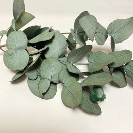 楽天市場 花材 ユーカリ 花 観葉植物 花 ガーデン Diy の通販 楽天市場 花材 ユーカリ 花 観葉植物 花 ガーデン Diy の通販