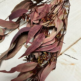 珍しい ワイルドフラワー プリザーブド ユーカリ ジャラシード レッド オーストラリア原産 インテリア アレンジメント すてき おしゃれ 大人可愛い スワッグ 癒し 花のある暮らし なごみ ワークショップ 花材 資材 手作り DIY ハンドメイド 植物 自然素材 そのまま飾って