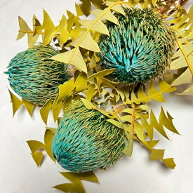 バンクシア バクステリー ブルー 3本 高品質 究極の ワイルドフラワー オーストラリア原産 インテリア アレンジメント お花 すてき かわいい おしゃれ スワッグ 癒し 花のある暮らし ワークショップ 花材 資材 手作り DIY ハンドメイド 植物 自然素材 そのまま飾って