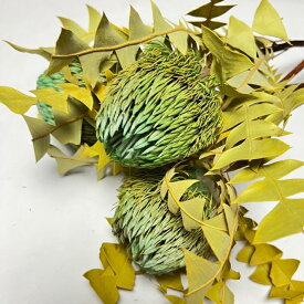 バンクシア バクステリー グリーン 3本 高品質 究極の ワイルドフラワー オーストラリア原産 インテリア アレンジメント お花 すてき かわいい おしゃれ スワッグ 癒し 花のある暮らし ワークショップ 花材 資材 手作り DIY ハンドメイド 植物 自然素材 そのまま飾って