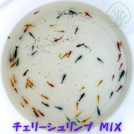 シュリンプ チェリーシュリンプ 生体 飼育 アクア エビ 生体 チェリーシュリンプ MIX [6種カラーアソート] 10匹 50匹 100匹 1.0cm〜1.5cm ＋α シナヌマエビ