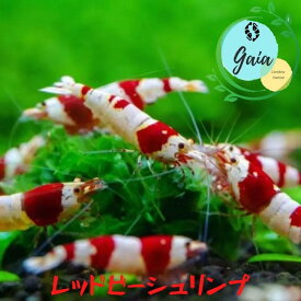 シュリンプ ビーシュリンプ 生体 飼育 アクア エビ 生体 レッドビーシュリンプ 5匹 10匹 20匹 30匹 50匹 100匹 ＋α 0.5cm〜1.5cm 赤 白 レッド ビーシュリンプ カワリヌマエビ