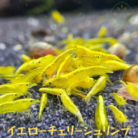 シュリンプ チェリーシュリンプ 生体 飼育 アクア エビ 生体 イエローチェリーシュリンプ 5匹 10匹 20匹 30匹 ＋α 1.0cm〜1.5cm 黄色　イエロー シナヌマエビ