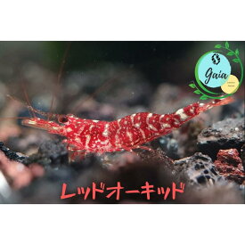 シュリンプ スラウェシシュリンプ 生体 飼育 アクア エビ 生体 レッドオーキッドシュリンプ 1匹 3匹 5匹 ＋α 0.8cm〜1.3cm ヌマエビ