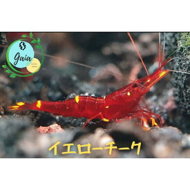 シュリンプ スラウェシシュリンプ 生体 飼育 アクア エビ 生体 イエローチークシュリンプ 1匹 3匹 5匹 ＋α 0.8cm〜1.3cm ヌマエビ