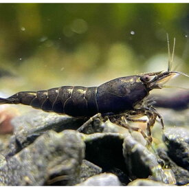 シュリンプ チェリーシュリンプ 生体 飼育 アクア エビ 生体 チョコレートシュリンプ 5匹 10匹 20匹 30匹 ＋α 1.3cm〜1.8cm シナヌマエビ