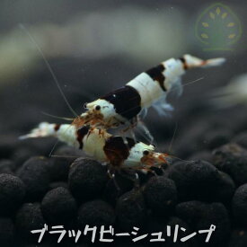 シュリンプ ビーシュリンプ 生体 飼育 アクア エビ 生体 ブラックビーシュリンプ 5匹 10匹 20匹 30匹 50匹 ＋α 1.0cm〜1.5cm 黒 ブラック カワリヌマエビ