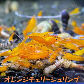 シュリンプ チェリーシュリンプ 生体 飼育 アクア エビ 生体 オレンジチェリーシュリンプ 5匹 10匹 20匹 30匹 ＋α 1.0cm〜1.5cm 橙 オレンジ シナヌマエビ
