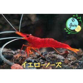 シュリンプ スラウェシシュリンプ 生体 飼育 アクア エビ 生体 イエローノーズシュリンプ 1匹 3匹 5匹 ＋α 0.8cm〜1.3cm ヌマエビ