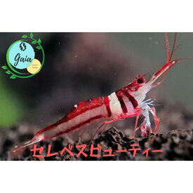 シュリンプ スラウェシシュリンプ 生体 飼育 アクア エビ 生体 セレベスビューティーシュリンプ 1匹 3匹 5匹 ＋α 0.8cm〜1.3cm ヌマエビ