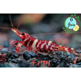 シュリンプ スラウェシシュリンプ 生体 飼育 アクア エビ 生体 ティグリシュリンプ 1匹 3匹 5匹 ＋α 0.8cm〜1.3cm ヌマエビ