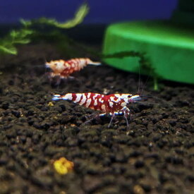 シュリンプ ビーシュリンプ 生体 飼育 アクア エビ 生体 レッドファンシータイガーシュリンプ 5匹 10匹 20匹 30匹 ＋α 1.0cm〜1.5cm 赤 白 レッド ホワイト カワリヌマエビ