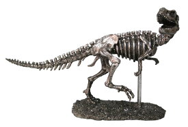 恐竜の化石(ティラノサウルス)